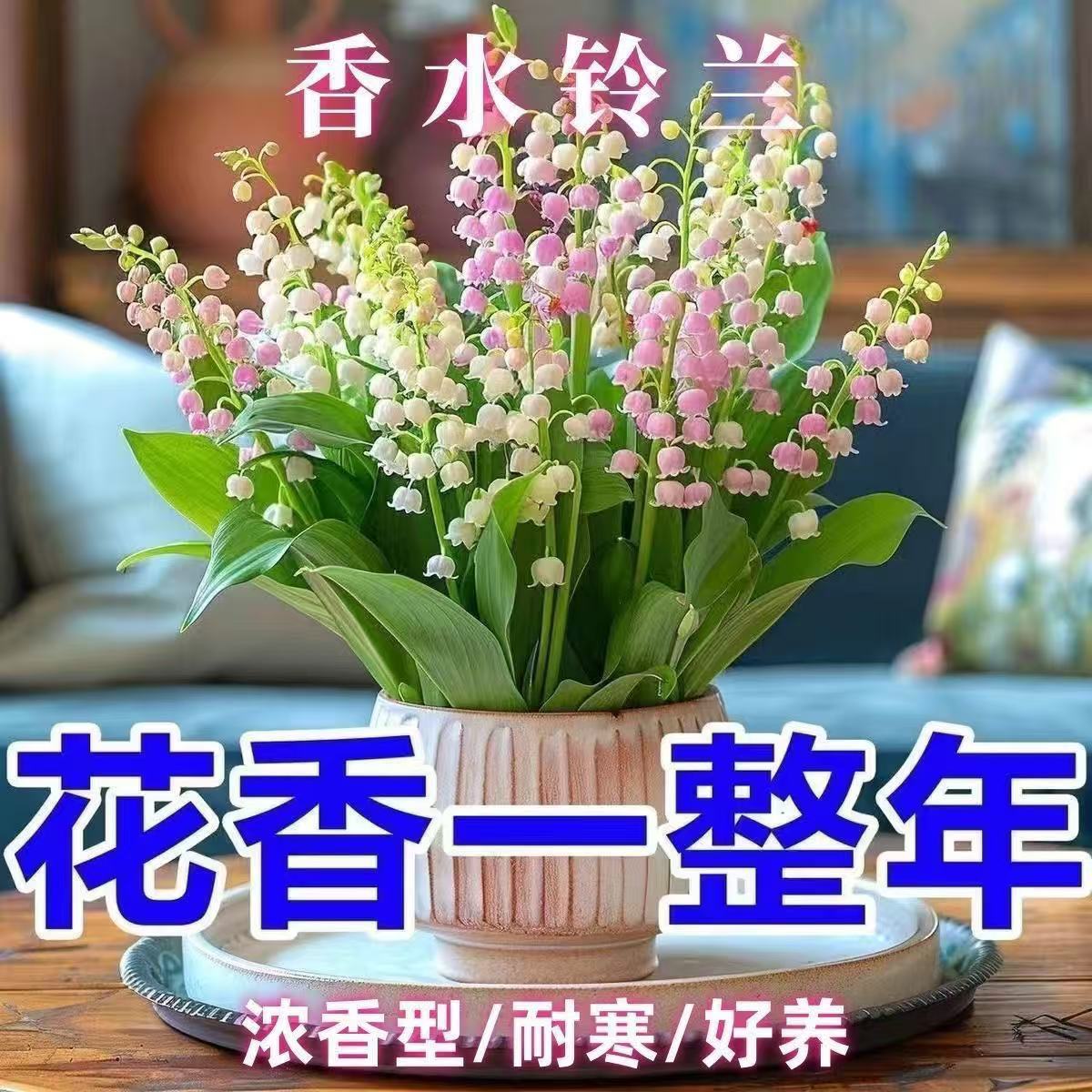 跨境批发 铃兰花种籽 盆栽 浓香型花卉种子室内客厅植物四季开花