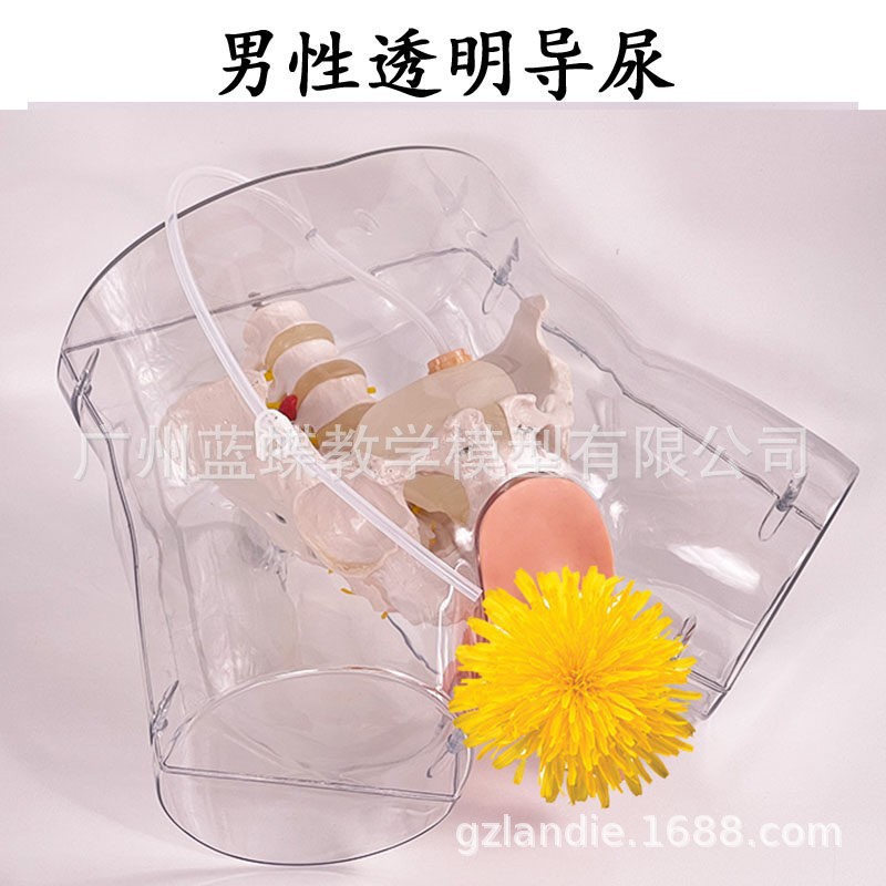 �߼���Ů��͸������ģ�͹೦ҽѧ�õ���������ģ���°�����������