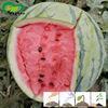 Rock Sugar Kirin Watermelon seed farmland Vegetable Early Fruits Fruits Round Pork Red Crispy Skin Thin Watermelon Seeds