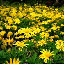 ����շN���S��ջ��N���Ӵ����������ļ��_�����⻨���׷N�׻�