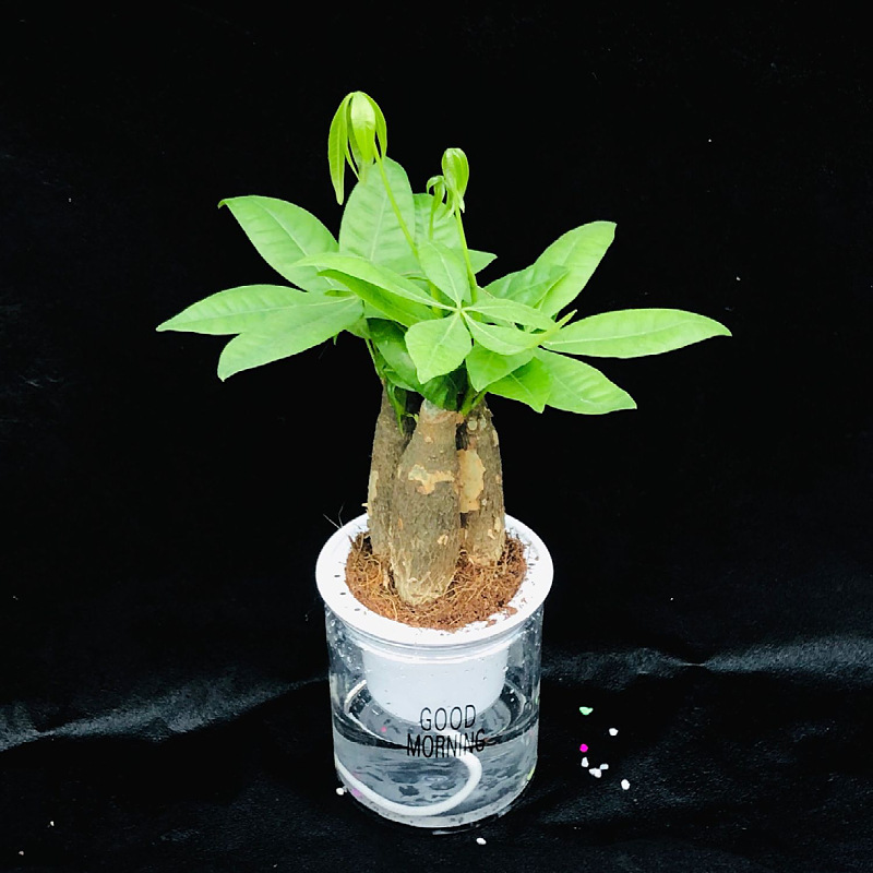 Oficina de árboles ricos para cultivar pequeñas plantas verdes en maceta, flores de arroz, plantas de mesa hidropónicas de orquídea de tigre image 7