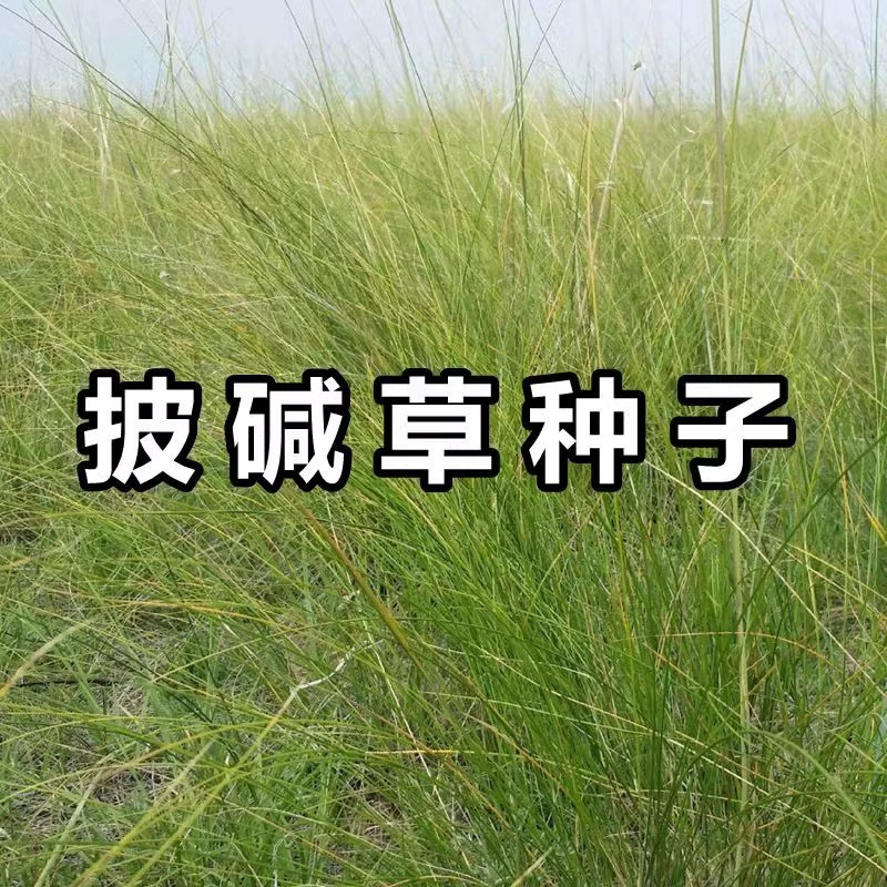 Щелочной травы Семена Легко расти соль-терпимые семена газонов холодоустойчивые засухоустойчивые семена травы бесплодные сильное сопротивление