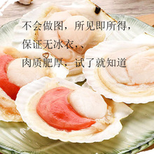 半壳扇贝原壳原肉鲜活极速冷冻半壳扇贝特大超大号肉质超肥顺丰