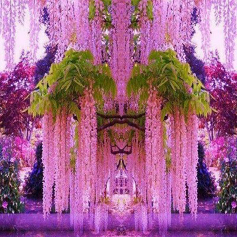 紫藤树苗攀援爬藤植物庭院围墙阳台盆栽耐寒紫藤萝四季易活苗绿植