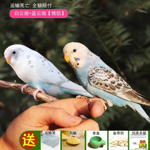 Baiyun Class+Lan Yun Class (one male and one mother) Bao speaks
