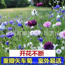 l^Nʸ܇շNӈ@־G^ͥԺ@ͺﲥܷN