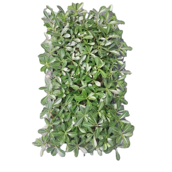 Flower seedlings wholesale desert rose seedlings source…