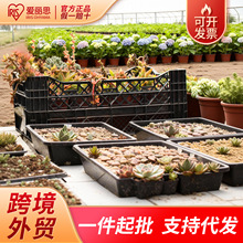 爱丽思育苗盆多肉叶插盆种植盒透气透水种植盆大号加厚树脂育苗箱