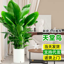 天堂鸟绿植大盆栽客厅室内办公室新房乔迁大型植物盆景四季好养活