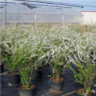 雪柳植物喷雪花苗盆栽花卉绿植珍珠梅绣线菊雪柳叶鲜枝条庭院耐寒-阿里巴巴