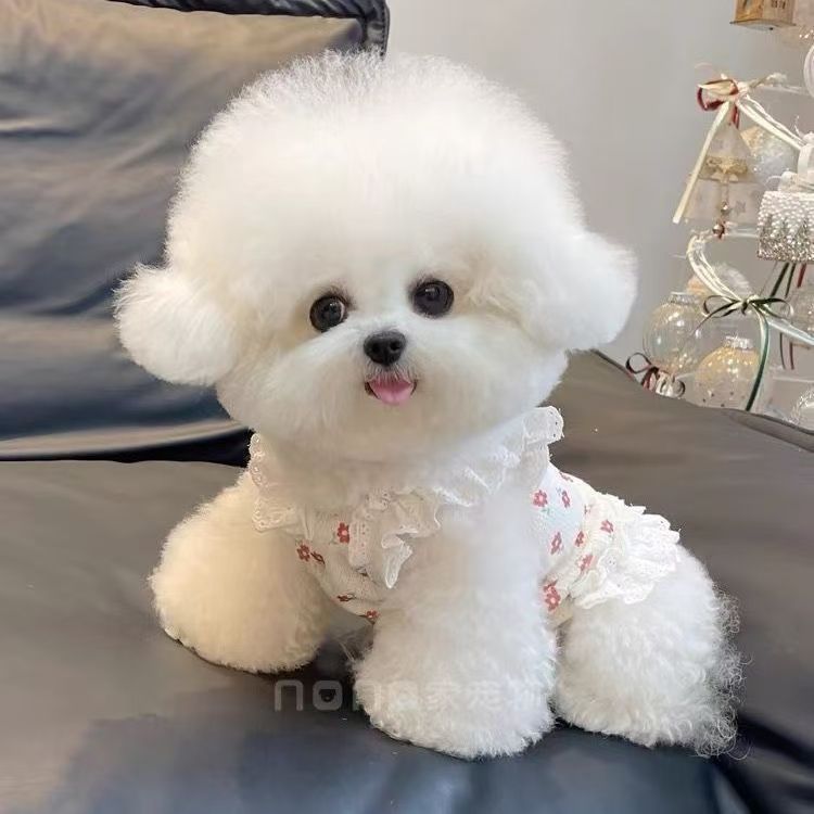 봄, 여름, 가을 신상 플라워 레이스 끈 짧은 조끼 공주 치마 보미 비숑 강아