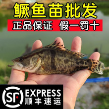 桂花鱼苗批发大规格十公分鳜鱼苗淡水养殖食用翘嘴白鳜鱼季花鱼苗