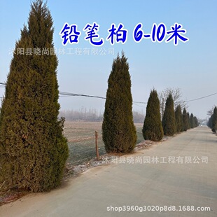 �U�P���ɰؘ����ļ�����ؘ����؂Ȱش�̖�����U�P��6-8���U�P��