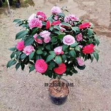 �ذ��ļ��軨������ɫ�������������̨ͥԺ�ͺ��׻������ԭ��l