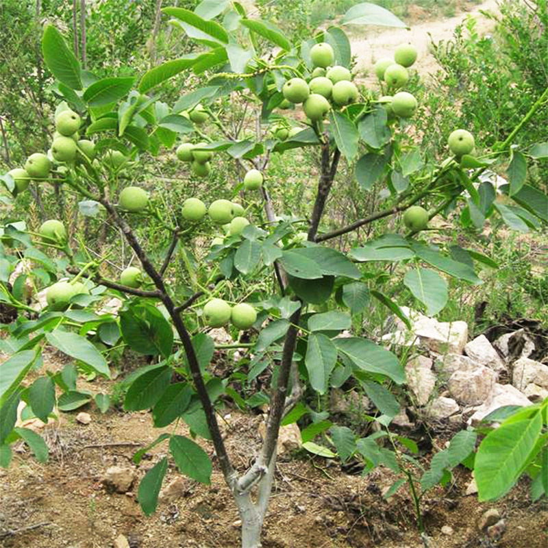 嫁接核桃树苗果树苗南北方种植山核桃苗8518地栽薄壳纸皮当年结果