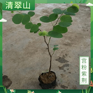 �m�����G�����Ի����҃ȳ��G�^��ֲ��ͥԺ�е�������������G��