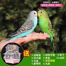 活鸟会说话的宠物鸟云斑鹦鹉手养小鸟鹦鹉亲人