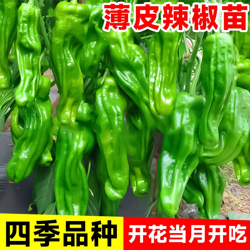 Тонкокожичные рассады перца, семена линейного перца, семена винтового перца Ханчжоу, весенняя рассада овощей для южных посадок