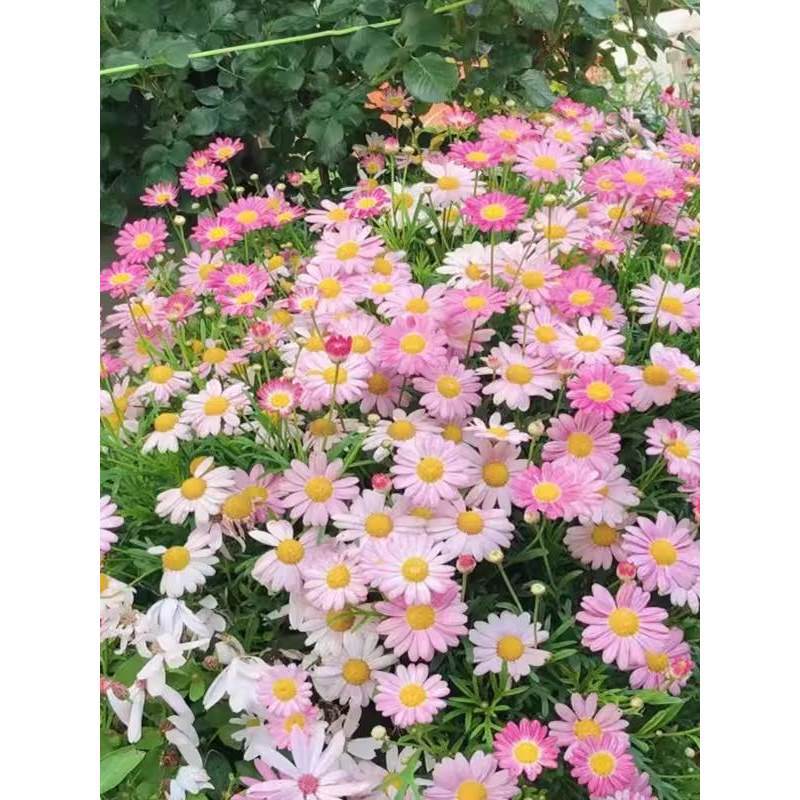 玛格丽特花种籽子多年生太阳花四季播种阳台庭院易活小雏菊种籽子