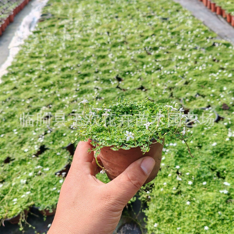 Аренда цветочной клумбы в форме полумесяца на Новой Зеландии для декоративного оформления двора, виллы, парка, ландшафтного дизайна, защиты склонов, оптовой продажи миниатюрных растений