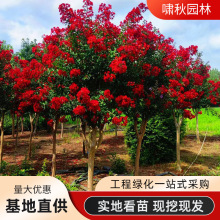 �t����ޱ����G���������ļ�����ֲ���̨����ͥԺ��ޱ������ռt