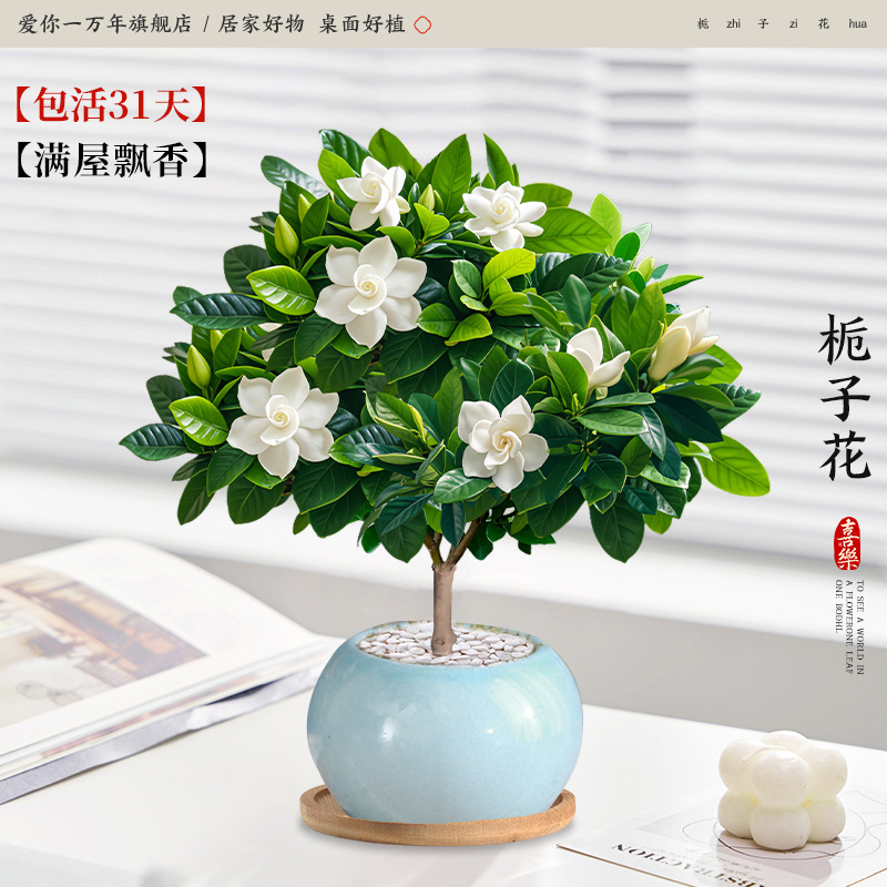 단극 치자나무 + 얼음 유약 하늘색 화분 + 대나무 트레이 (포장석 + 영양액 포함)