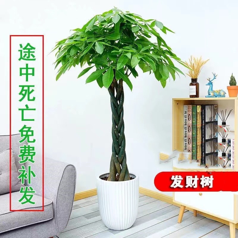 Large Indoor Bonsai Money Tree Potted Plant for Living Room, Large Green Plant for Indoor and Outdoor Use, Money Tree for Purifying Air