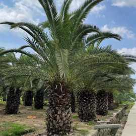 大型棕榈树加拿利海枣树公园造景景观树加拿利海枣批发椰子树棕榈