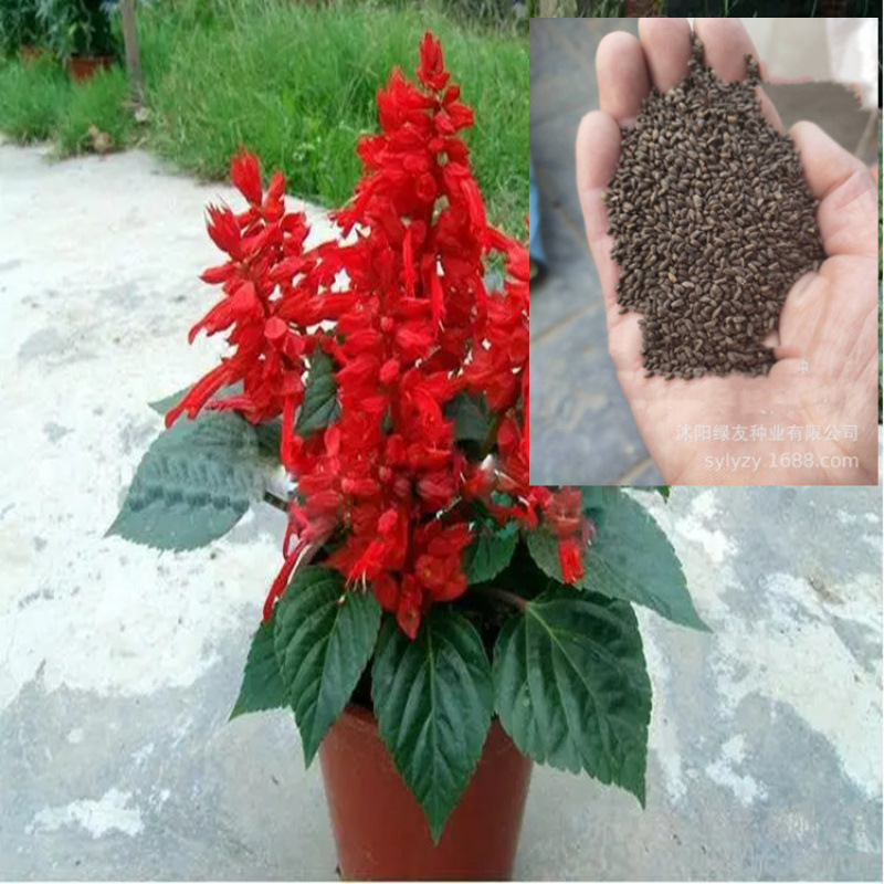 Semillas de flores, semillas de flores.