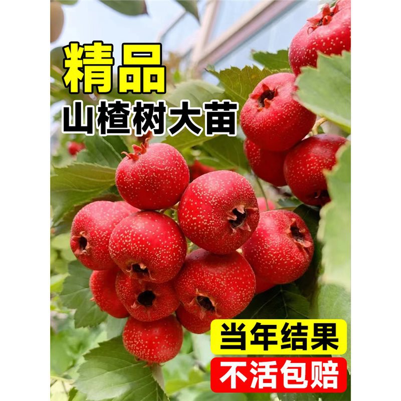 大果甜山楂树活苗盆栽野山里红水果树果苗当年结果南北方耐寒种植
