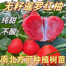 正宗暹罗红柚子树苗大果纯甜嫁接矮化耐寒南北方阳台庭院四季结果