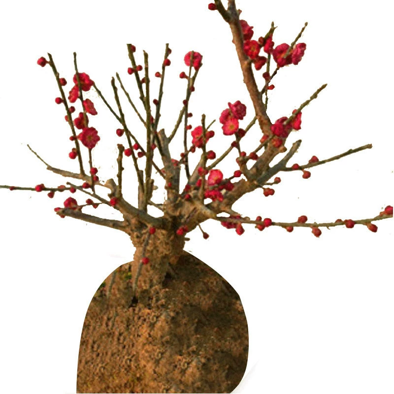 Саженцы зимней ивы, пни бонсай, цветочные растения во дворе, обычная зимняя ива, зеленые и белые цветы сливы, красные цветы сливы, зеленые растения, комнатные растения.