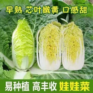 �ļ������޲˷N�� �S�����޲˷N�� ���Ѵ������ļ����N�߲˷N��