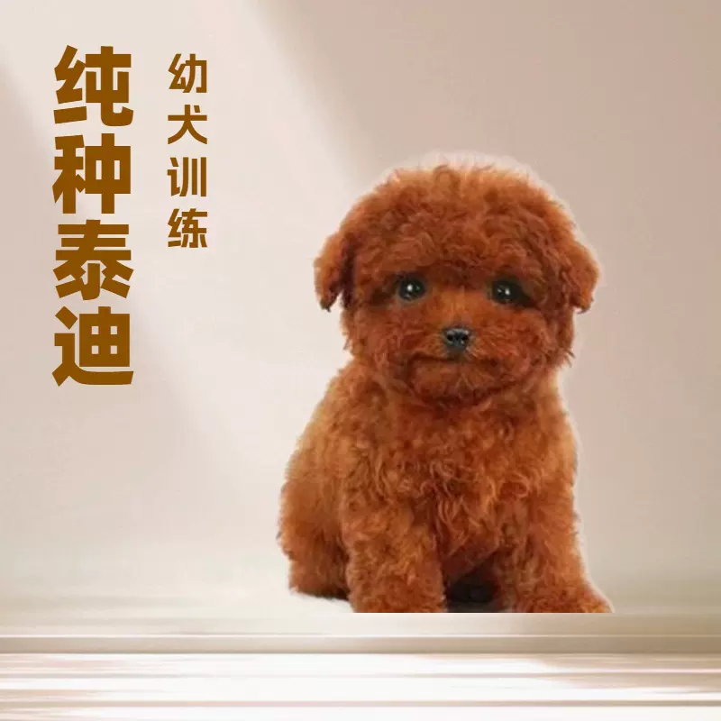 长不大泰迪幼犬纯种活体茶杯犬泰迪犬幼崽活物家养泰迪小狗