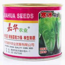 寒冰快菜种子早熟耐寒速生快菜 籽种高产四季盆栽小白菜种孑菜种