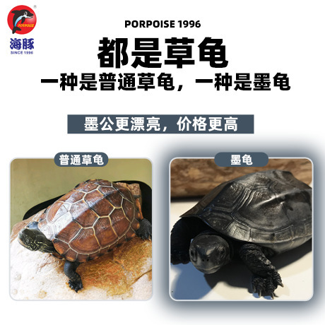 Dolphin turtle food color-enhancing feed high calcium turtle feed semi-aquatic turtle yellow edge flame universal turtle hair color opening food