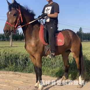 �B�R��������Ѫ�R ��Ѫ�R ��Ѫ�R ��Ѫ�R �������R ���R�r��