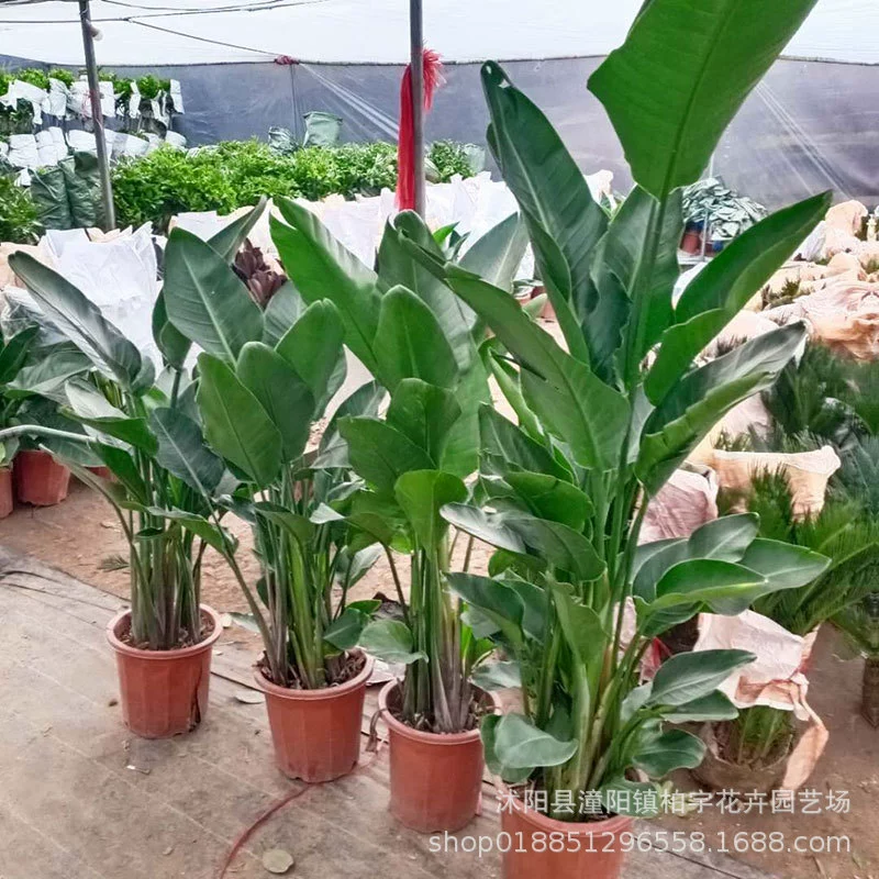 Стрелиция райская птица, комнатное растение в горшке, гостиная, офис, цветок, четырехсезонное вечнозеленое лиственное растение, легко выращивать