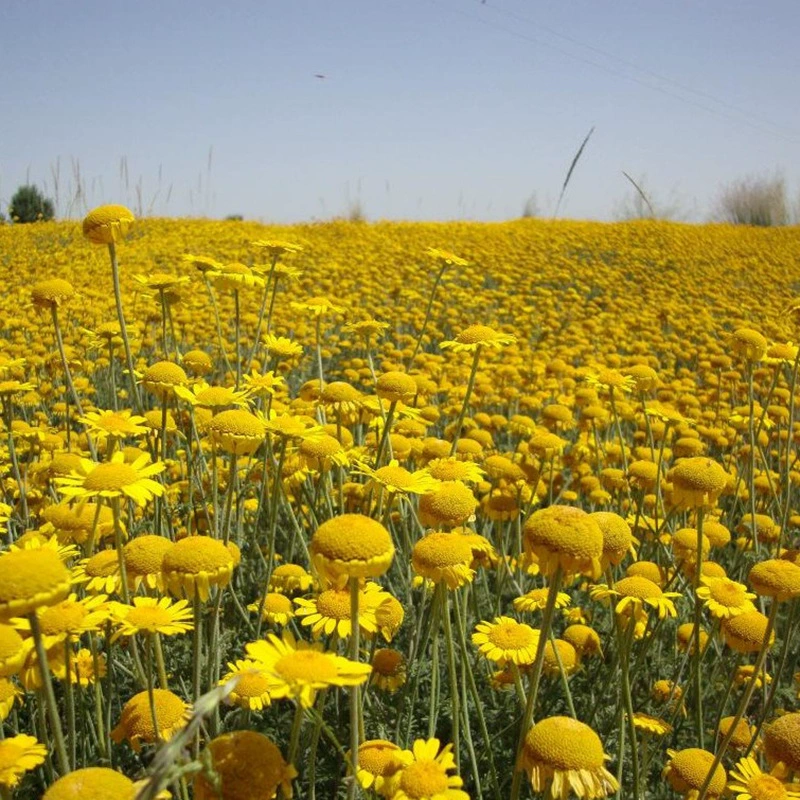 Оптовые поставки весенней хризантемы семена цветок морские Цветы Семена Всхожесть высокое разнообразие инженерное озеленение семян