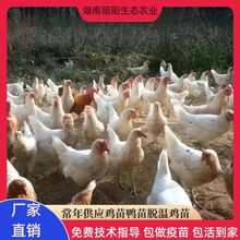 鸡苗批发海兰灰蛋鸡苗产蛋王年产蛋300枚另有绿壳蛋鸡苗海兰褐鸡1