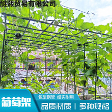 户外庭院葡萄架组装支架百香果苦瓜攀爬架铁艺棚架阳台植物爬藤架