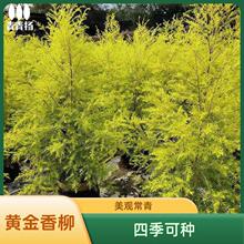 �S�������������ǧ�ӽ�ͥԺ�����ļ����������̨���Ի���ֲ��