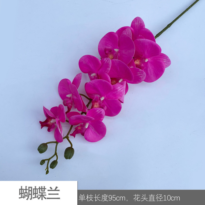 호접란 JLK 9# 보라색