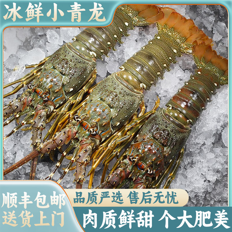 新鲜小青龙海捕龙虾速冻越南大龙虾100-200g/只海鲜水产顺丰包邮