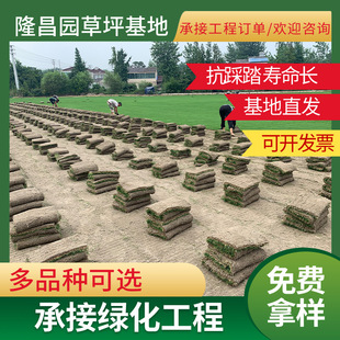 Greening River Rectification and Green Project Bermuda Taiwan Qing Zhonghua Sod Grass Manila Lawn Wholesale