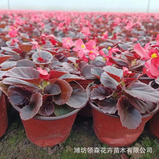 Four Seasons Begonia Qingzhou Base Supplies Ornamental Flower Seedlings Flower Sea Engineering Landscape Four Seasons Flowering Four Seasons Begonia
