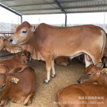 湖北适合西门塔尔牛犊 鲁西黄牛牛犊利润 利木赞养殖利润