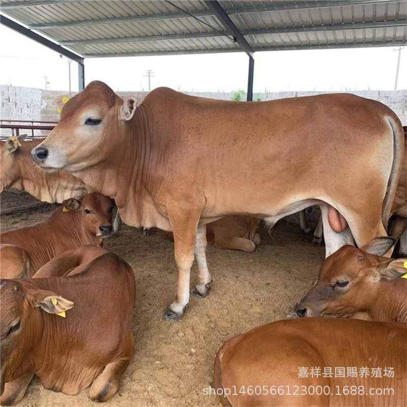 改良肉牛犊品种鲁西黄牛苗养殖 肥肉牛犊活体改良黄牛苗