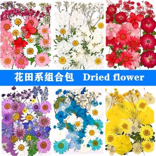 Dried Flower Embossed Material Package DIY Embossed Photo Frame Bookmark Glue Phone Case Face Decal Real Flower Plant Specimen