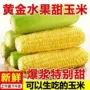 新鲜金黄黄色玉米棒甜玉米